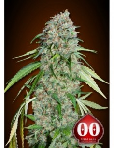 100 UND FEM - CHOCOLATE SKUNK CBD
