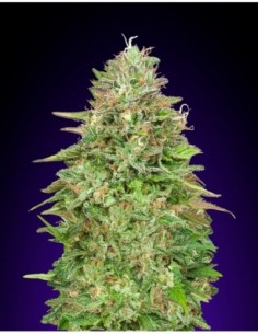 100 UND FEM - CRITICAL POISON FAST 