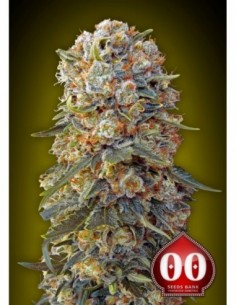 100 UND FEM - SWEET CRITICAL 