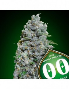 100 UND FEM - AUTO AFGHAN MASS XXL