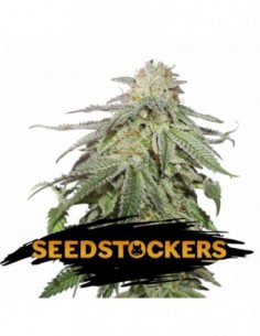 100 UND FEM - COOKIES AND CREAM AUTO 