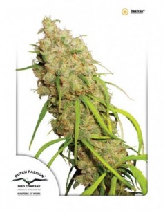 100 UND FEM - DESFRAN ® 