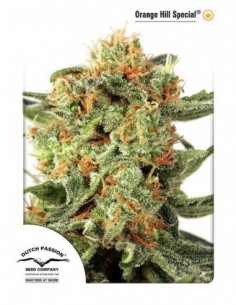 100 UND FEM - ORANGE HILL SPECIAL ® 