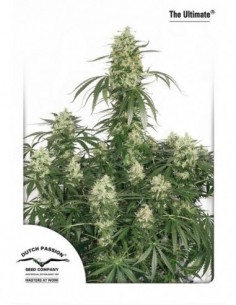 100 UND FEM - THE ULTIMATE ® 