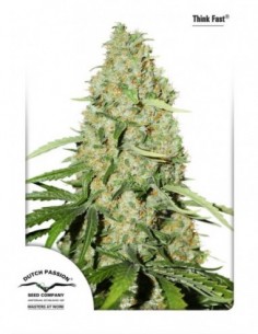 100 UND FEM - THINK FAST ® 