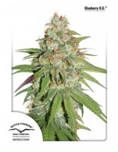 100 UND FEM - GLUEBERRY O.G. ® 