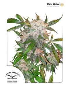 100 UND FEM - WHITE WIDOW 