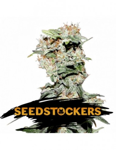 250 UND FEM - CBD CRITICAL XXL   SEEDSTOCKERS 250 UND FEMINIZADAS