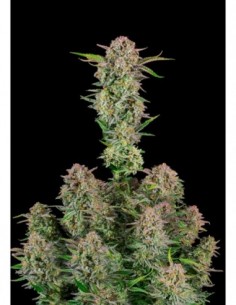 100 UND FEM - AUTO BRUCE BANNER 