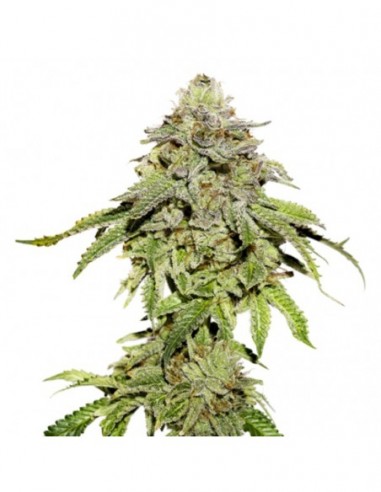 250 UND FEM - COOKIES AND CREAM   SEEDSTOCKERS 250 UND FEMINIZADAS