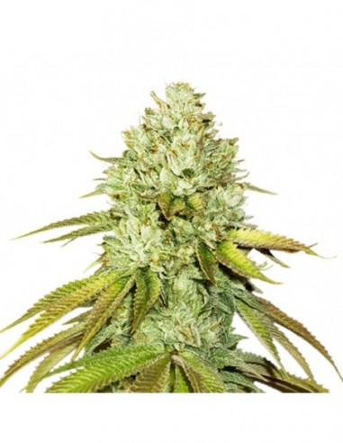 250 UND FEM - PINEAPPLE   SEEDSTOCKERS 250 UND FEMINIZADAS