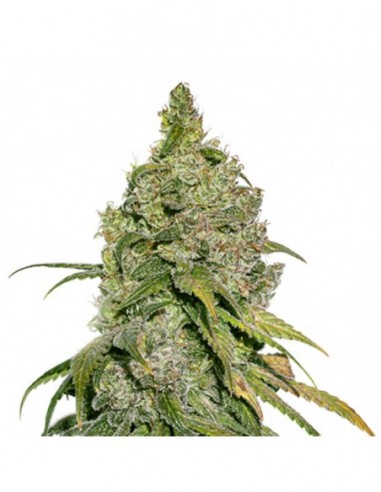 250 UND FEM - DO SI DOS   SEEDSTOCKERS 250 UND FEMINIZADAS