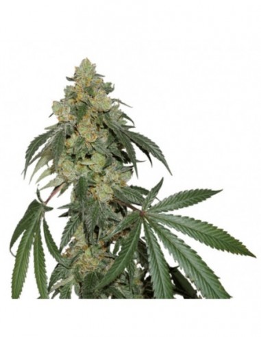 250 UND FEM - COOKIES FAST FEM   SEEDSTOCKERS 250 UND FEMINIZADAS