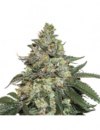 250 UND FEM - GIRL SCOUT COOKIES AUTO   SEEDSTOCKERS 250 UND FEMINIZADAS