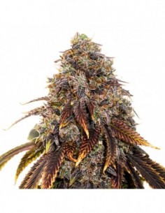 250 UND FEM - GELATO 41   SEEDSTOCKERS 250 UND FEMINIZADAS