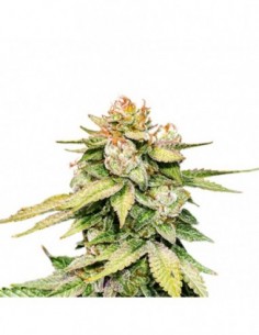 250 UND FEM - GORILLA GLUE AUTO   SEEDSTOCKERS 250 UND FEMINIZADAS