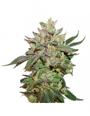 250 UND FEM - WEDDING CAKE   SEEDSTOCKERS 250 UND FEMINIZADAS