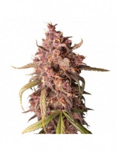 250 UND FEM - PURPLE PUNCH AUTO   SEEDSTOCKERS 250 UND FEMINIZADAS