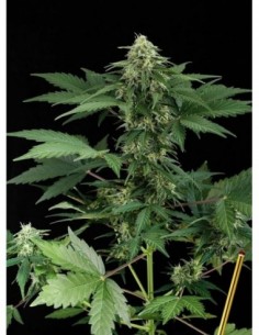 10 UND FEM - ROADRUNNER AUTOFLOWERING - DINAFEM 10 UND FEM