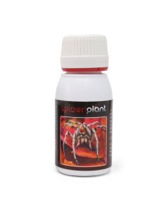 SPIDER PLANT 60 ML