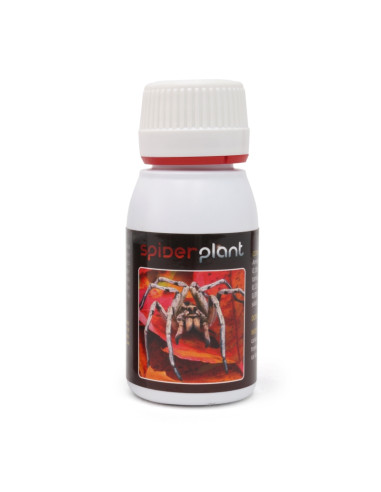 SPIDER PLANT 60 ML