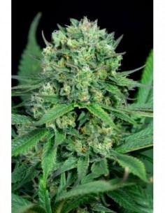 5 UND FEM - CHEESE CBD - DINAFEM 5 UND FEM