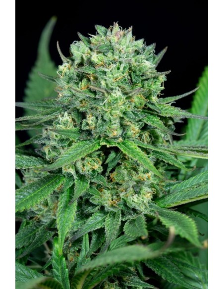 5 UND FEM - CHEESE CBD - DINAFEM 5 UND FEM