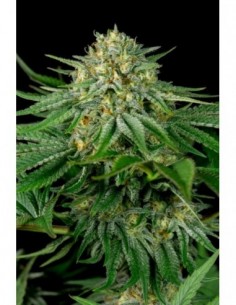 5 UND FEM - BUBBA KUSH CBD - DINAFEM 5 UND FEM