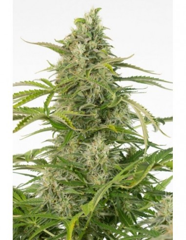 5 UND FEM - CHEESE CBD AUTO 