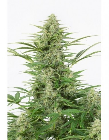 10 UND FEM - DINAMEX AUTOFLOWERING 