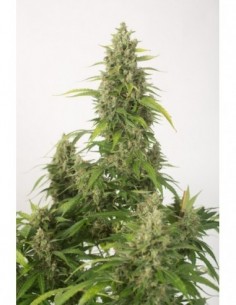 10 UND FEM - HAZE XXL AUTOFLOWERING 