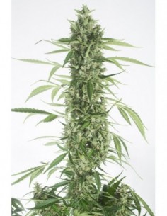 10 UND FEM - MOBY DICK XXL AUTOFLOWERING 