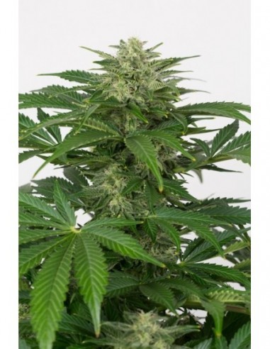 10 UND FEM - HAZE AUTOFLOWERING CBD 