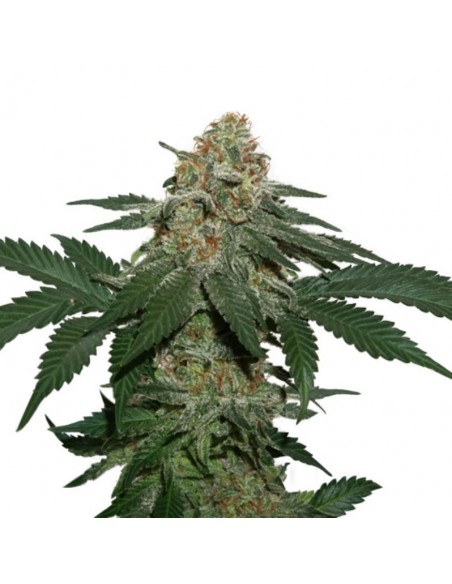 100 UND FEM - GRANDADDY CONFIDENTIAL KUSH   SEEDSTOCKERS 100 UND FEMINIZADAS