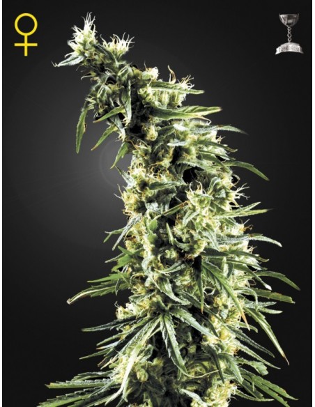 10 UND FEM - HAWAIIAN SNOW 