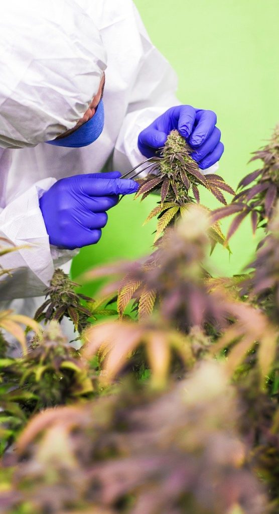 Las cepas feminizadas son especialmente apreciadas por su garantía de producir flores ricas en cannabinoides