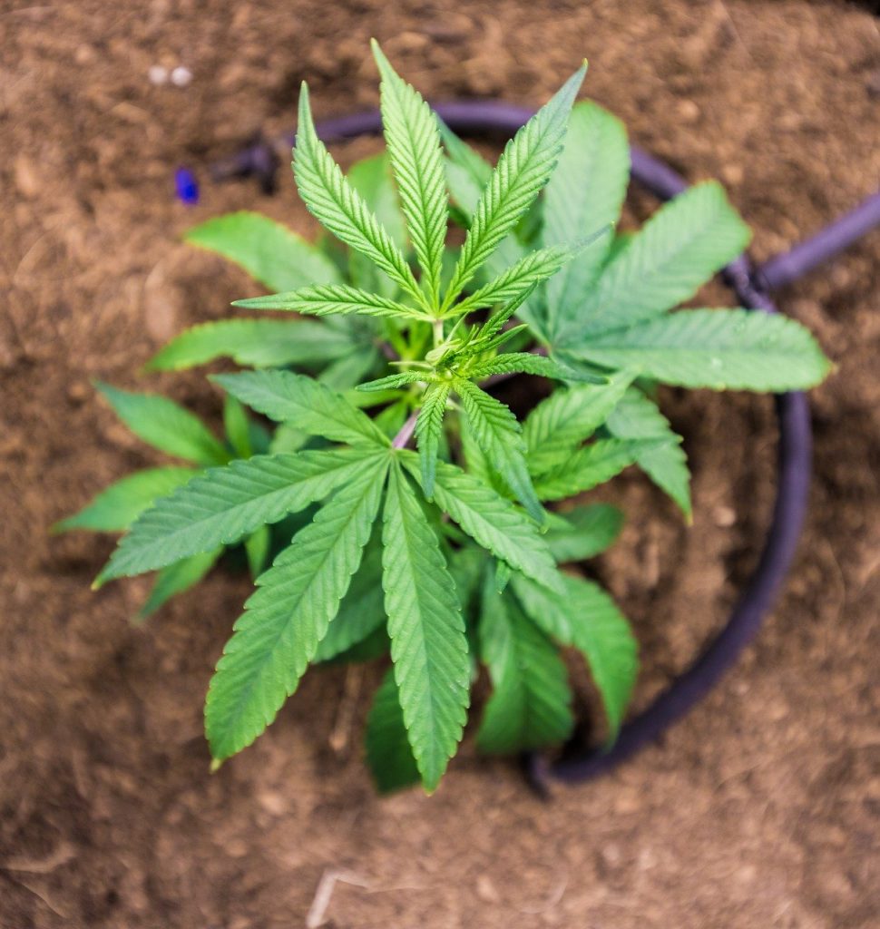 Como Maximizar tu cultivo de Maria