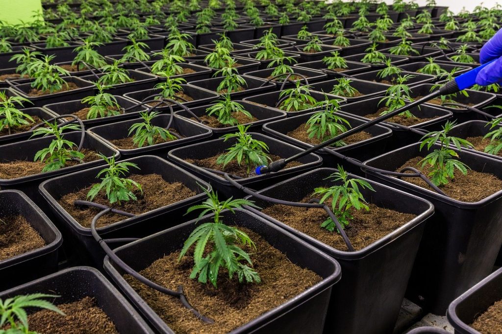 ¿Es Mejor Cultivar Semillas Feminizadas en Exterior o Interior?
