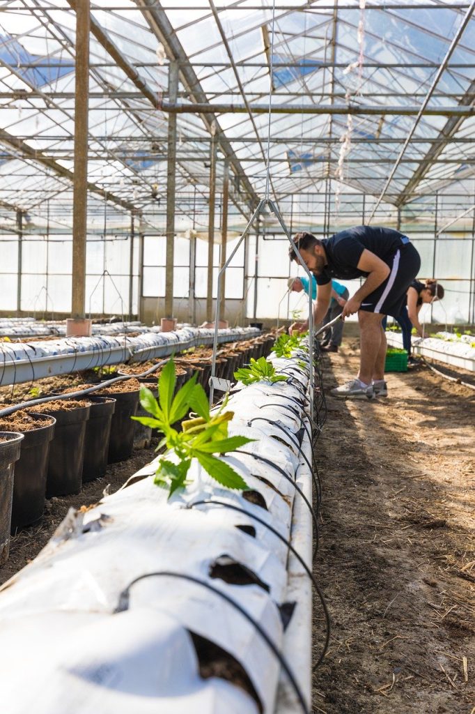 Tiempos de producción, costos y tipos de Marihuana para cada época del año.