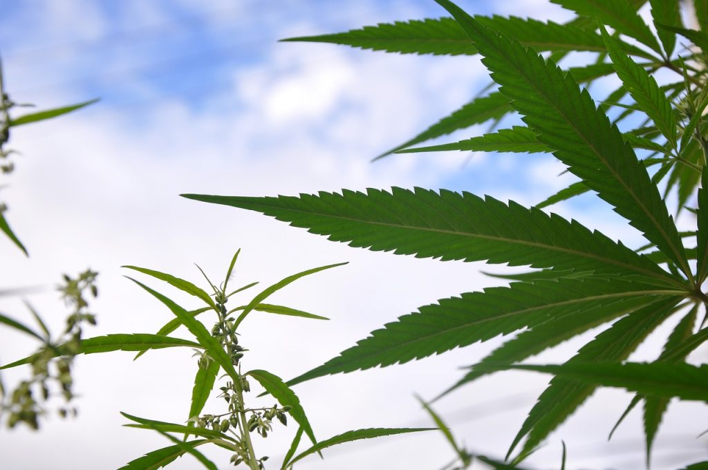 Un buen Ejemplo de Sembrar Marihuana en el Exterior