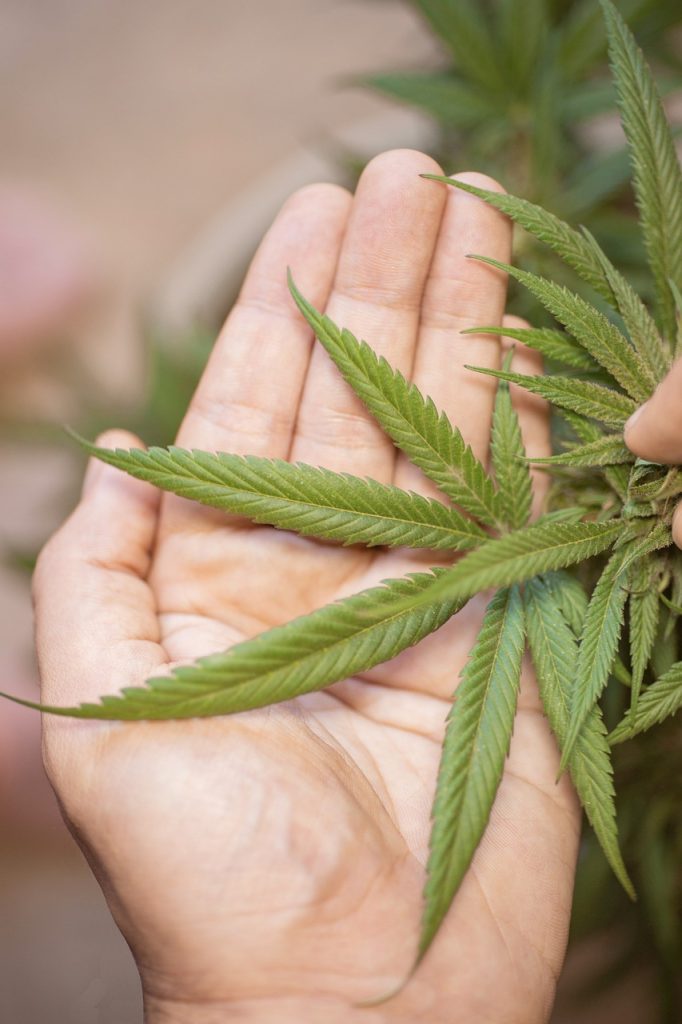 Mejor semilla de marihuana ¿Autoflorecientes o Feminizadas?