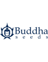 BUDDHA SEEDS